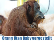 Tierpark Hellabrunn hat ein neues Orang-Utan Baby - vorgestellt wurde es am 07.02.2014 (©Foto: Martin Schmitz)